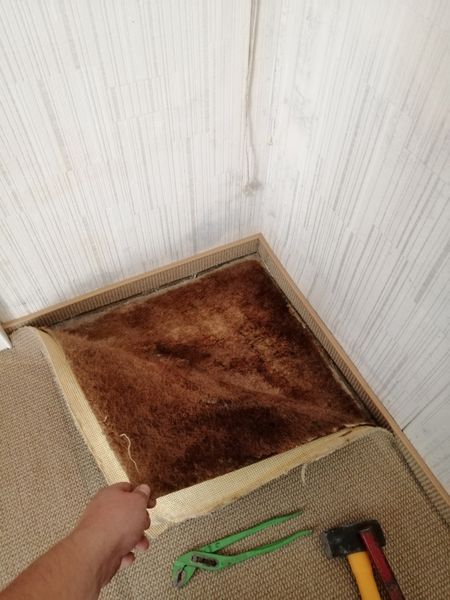 Schimmel unter Teppich nach einem Wasserschaden